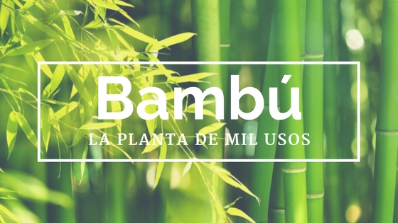 bamb, la planta de mil usos