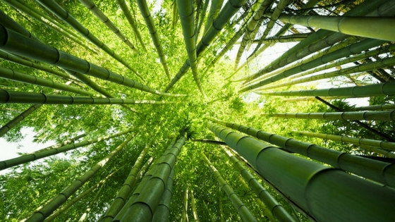 bamb, un negocio sustentable